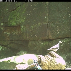 Leucosarcia melanoleuca (Wonga Pigeon) at Pillar Valley, NSW - 15 Dec 2024 by Jago4444