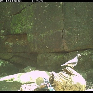 Leucosarcia melanoleuca (Wonga Pigeon) at Pillar Valley, NSW - 15 Dec 2024 by Jago4444