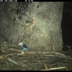 Trichosurus vulpecula (Common Brushtail Possum) at Pillar Valley, NSW - 19 Dec 2024 by Jago4444