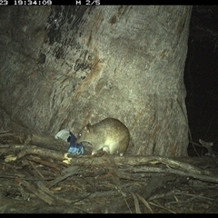 Isoodon macrourus (Northern Brown Bandicoot) at Pillar Valley, NSW - 23 Dec 2024 by Jago4444