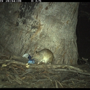Isoodon macrourus (Northern Brown Bandicoot) at Pillar Valley, NSW - 23 Dec 2024 by Jago4444
