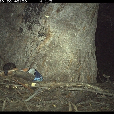 Hydromys chrysogaster (Rakali or Water Rat) at Pillar Valley, NSW - 30 Dec 2024 by Jago4444