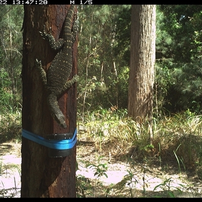 Varanus varius (Lace Monitor) at Pillar Valley, NSW - 22 Oct 2024 by Jago4444