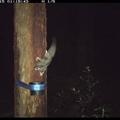 Petaurus norfolcensis (Squirrel Glider) at Pillar Valley, NSW - 15 Nov 2024 by Jago4444