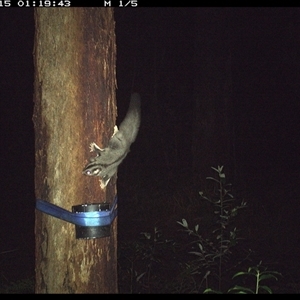 Petaurus norfolcensis (Squirrel Glider) at Pillar Valley, NSW - 15 Nov 2024 by Jago4444
