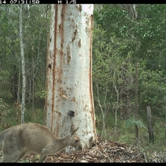Macropus giganteus (Eastern Grey Kangaroo) at Pillar Valley, NSW - 14 Oct 2024 by JoelStibbardBCT