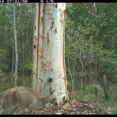 Macropus giganteus (Eastern Grey Kangaroo) at Pillar Valley, NSW - 14 Oct 2024 by JoelStibbardBCT