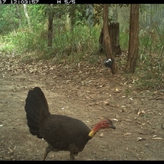 Alectura lathami (Australian Brush-turkey) at Pillar Valley, NSW - 17 Nov 2024 by Jago4444