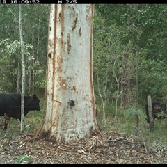 Bos taurus (Cattle) at Pillar Valley, NSW - 18 Oct 2024 by JoelStibbardBCT
