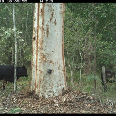 Bos taurus (Cattle) at Pillar Valley, NSW - 18 Oct 2024 by JoelStibbardBCT