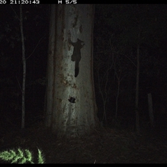 Trichosurus vulpecula (Common Brushtail Possum) at Pillar Valley, NSW - 20 Oct 2024 by JoelStibbardBCT
