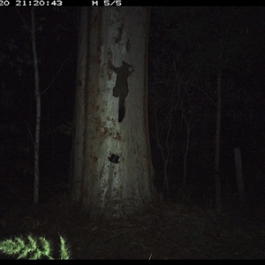 Trichosurus vulpecula (Common Brushtail Possum) at Pillar Valley, NSW - 20 Oct 2024 by JoelStibbardBCT
