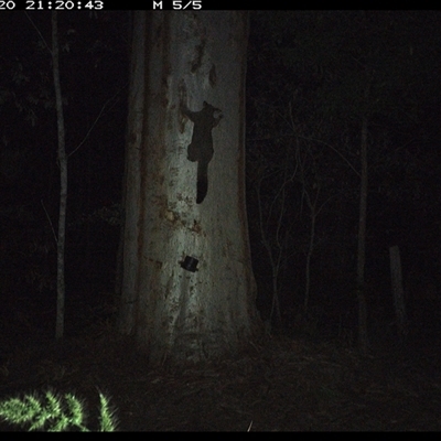 Trichosurus vulpecula (Common Brushtail Possum) at Pillar Valley, NSW - 20 Oct 2024 by JoelStibbardBCT