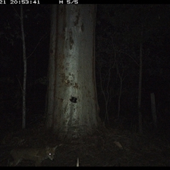 Vulpes vulpes (Red Fox) at Pillar Valley, NSW - 21 Oct 2024 by JoelStibbardBCT