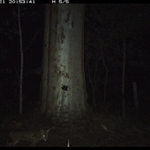 Vulpes vulpes (Red Fox) at Pillar Valley, NSW - 21 Oct 2024 by JoelStibbardBCT