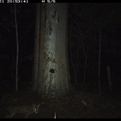 Vulpes vulpes (Red Fox) at Pillar Valley, NSW - 21 Oct 2024 by JoelStibbardBCT