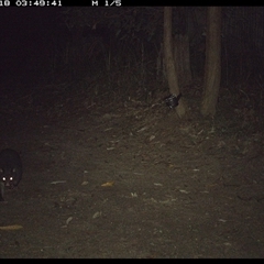 Trichosurus caninus (Mountain Brushtail Possum) at Pillar Valley, NSW - 18 Nov 2024 by Jago4444