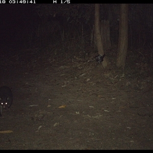 Trichosurus caninus (Mountain Brushtail Possum) at Pillar Valley, NSW - 18 Nov 2024 by Jago4444
