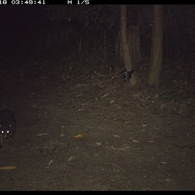 Trichosurus caninus (Mountain Brushtail Possum) at Pillar Valley, NSW - 18 Nov 2024 by Jago4444