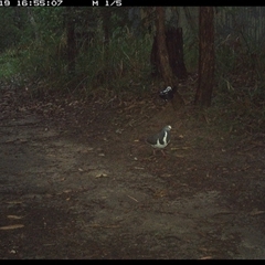 Leucosarcia melanoleuca (Wonga Pigeon) at Pillar Valley, NSW - 19 Nov 2024 by Jago4444