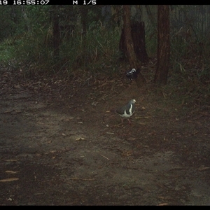 Leucosarcia melanoleuca (Wonga Pigeon) at Pillar Valley, NSW - 19 Nov 2024 by Jago4444