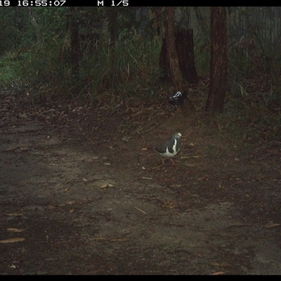 Leucosarcia melanoleuca (Wonga Pigeon) at Pillar Valley, NSW - 19 Nov 2024 by Jago4444