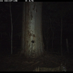 Canis lupus (Dingo / Wild Dog) at Pillar Valley, NSW - 4 Nov 2024 by JoelStibbardBCT
