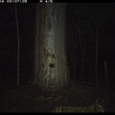 Canis lupus (Dingo / Wild Dog) at Pillar Valley, NSW - 4 Nov 2024 by JoelStibbardBCT