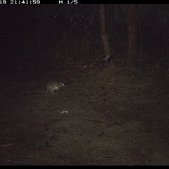 Perameles nasuta (Long-nosed Bandicoot) at Pillar Valley, NSW - 19 Nov 2024 by Jago4444