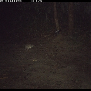 Perameles nasuta (Long-nosed Bandicoot) at Pillar Valley, NSW - 19 Nov 2024 by Jago4444