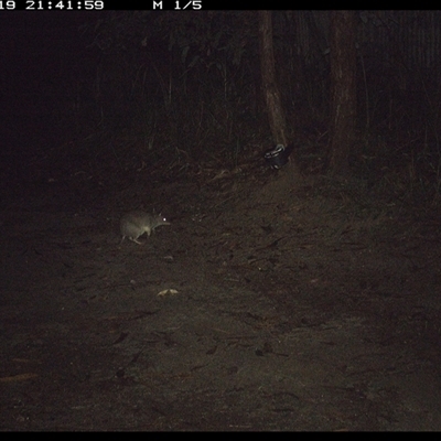 Perameles nasuta (Long-nosed Bandicoot) at Pillar Valley, NSW - 19 Nov 2024 by Jago4444