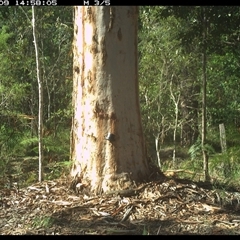 Varanus varius at Pillar Valley, NSW - 9 Nov 2024 by JoelStibbardBCT