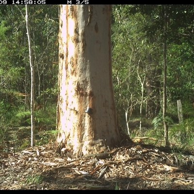 Varanus varius at Pillar Valley, NSW - 9 Nov 2024 by JoelStibbardBCT