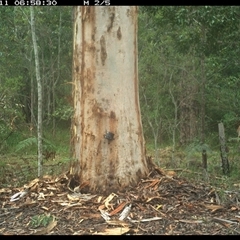 Notamacropus rufogriseus (Red-necked Wallaby) at Pillar Valley, NSW - 11 Nov 2024 by JoelStibbardBCT