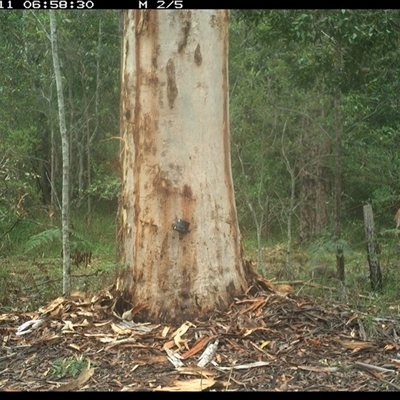 Notamacropus rufogriseus (Red-necked Wallaby) at Pillar Valley, NSW - 11 Nov 2024 by JoelStibbardBCT