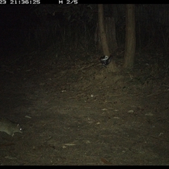 Isoodon macrourus (Northern Brown Bandicoot) at Pillar Valley, NSW - 23 Nov 2024 by Jago4444