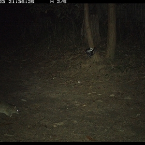 Isoodon macrourus (Northern Brown Bandicoot) at Pillar Valley, NSW - 23 Nov 2024 by Jago4444