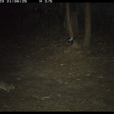 Isoodon macrourus (Northern Brown Bandicoot) at Pillar Valley, NSW - 23 Nov 2024 by Jago4444