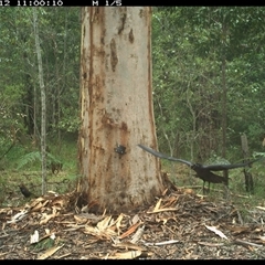 Corvus orru (Torresian Crow) at Pillar Valley, NSW - 12 Nov 2024 by JoelStibbardBCT