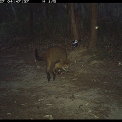 Wallabia bicolor (Swamp Wallaby) at Pillar Valley, NSW - 27 Nov 2024 by Jago4444