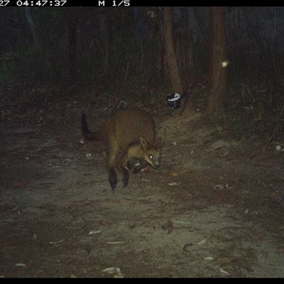 Wallabia bicolor (Swamp Wallaby) at Pillar Valley, NSW - 27 Nov 2024 by Jago4444
