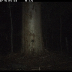 Felis catus (Feral Cat) at Pillar Valley, NSW - 17 Nov 2024 by JoelStibbardBCT