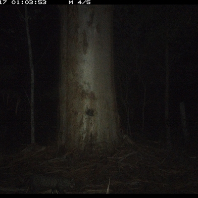 Felis catus (Feral Cat) at Pillar Valley, NSW - 17 Nov 2024 by JoelStibbardBCT