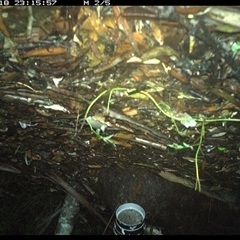 Antechinus flavipes at The Whiteman, NSW - 18 Jan 2025 by geoffcrispin