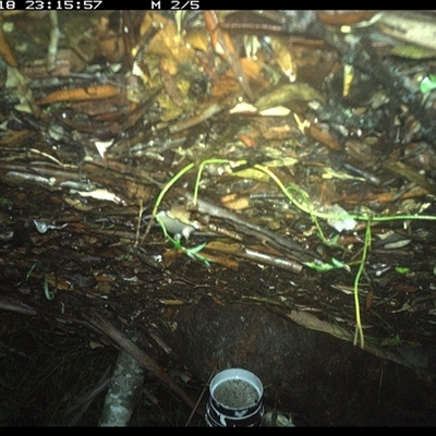 Antechinus flavipes at The Whiteman, NSW - 18 Jan 2025 by geoffcrispin