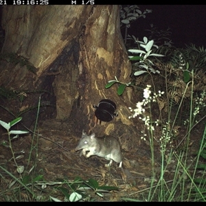 Perameles nasuta (Long-nosed Bandicoot) at Pillar Valley, NSW - 21 Oct 2024 by JoelStibbardBCT