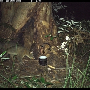 Trichosurus vulpecula (Common Brushtail Possum) at Pillar Valley, NSW - 22 Oct 2024 by JoelStibbardBCT