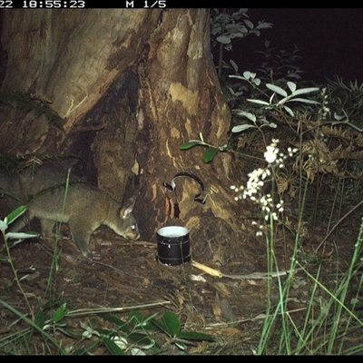 Trichosurus vulpecula (Common Brushtail Possum) at Pillar Valley, NSW - 22 Oct 2024 by JoelStibbardBCT