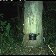 Unverified Mammal at The Whiteman, NSW - 29 Nov 2024 by geoffcrispin