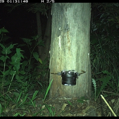 Unverified Mammal at The Whiteman, NSW - 29 Nov 2024 by geoffcrispin